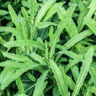 苦麻菜种子曲曲菜种子野苦菜子苦葛麻曲麻菜四季播蔬菜种子