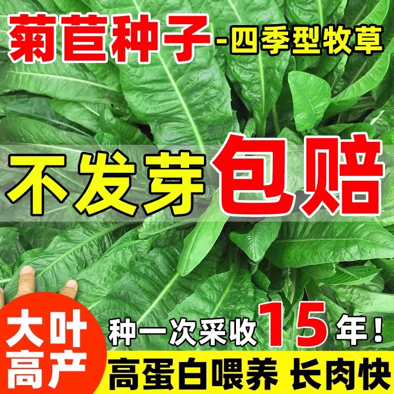 菊苣草种籽大叶将军种子四季养殖牧草喂牛鹅鸡鸭鱼兔收割快草种孑