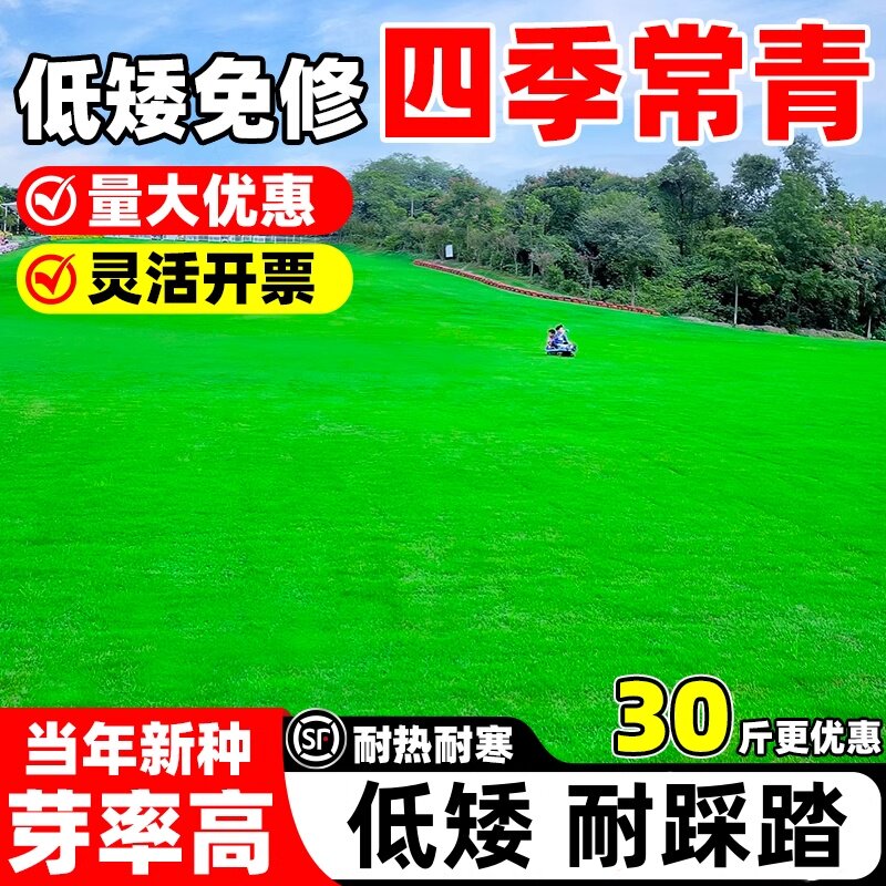 草坪草籽四季常青护坡狗牙根矮生地毯草皮籽绿化马尼拉黑麦草种子