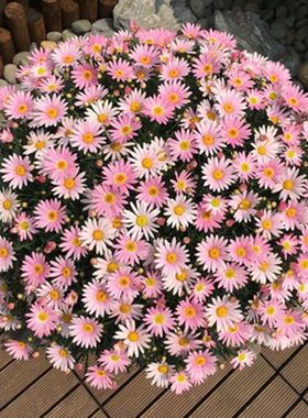 小雏菊种子四季易活开花不断花种子室内外花卉植物种子盆栽花种籽