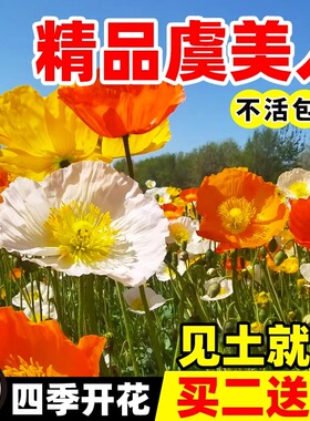 冰岛虞美人花籽南北方四季播种易活开花庭院景观绿化花卉盆栽种子