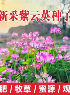 紫云英种子果园绿肥土壤改良花海景观牧草养蜂蜜源植物红花草种籽
