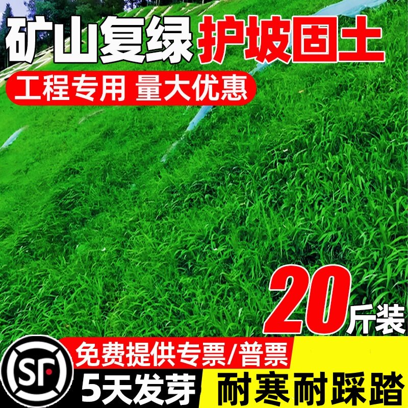 草坪草籽四季常青护坡狗牙根庭院矮生地毯草绿化高羊茅黑麦草种子
