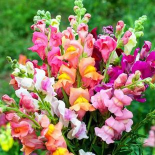 矮生金鱼草种子龙头花洋彩雀园林景观绿化花卉室内外阳台庭院花籽