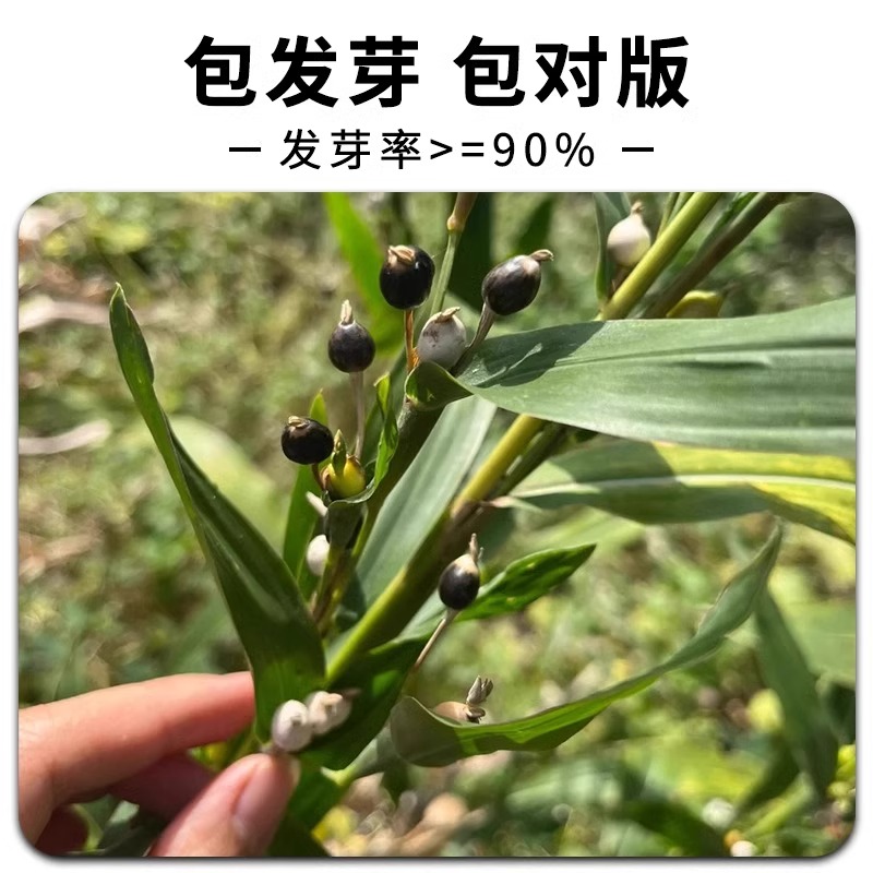 草珠子种子草菩提子串珠子门多年生草本庭院绿化种植观赏花卉种子