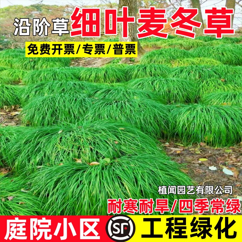 细叶麦冬草玉龙草庭院绿化植物中叶麦冬草苗沿阶草耐寒长叶麦冬草