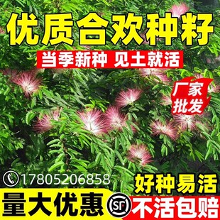 合欢种子四季种植落叶乔木行道树红花合欢金合欢银合欢绒花树种子