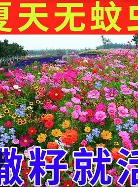 除虫菊花种籽子四季播种开花孑子易活多年生花驱蚊阳台盆栽室内外