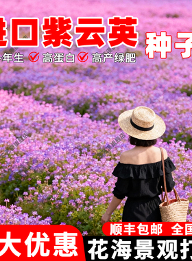 紫云英种子养蜂蜜源绿肥种籽红花草高产牧草种果园可食用固氮草籽