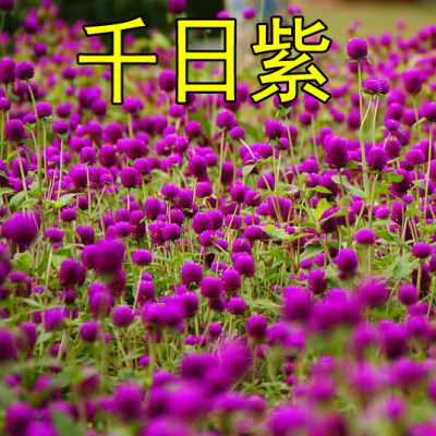 花种子千日红百火球庭院景观