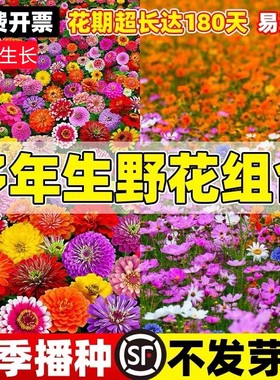 野花组合花种子草坪草花种籽子四季播种开花花格桑花籽太阳花种孑