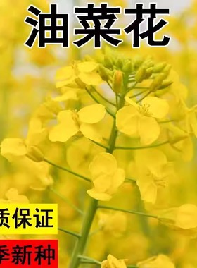油菜花种子高产耐寒耐旱抗倒观赏食用高产早熟高出油多油菜花种籽