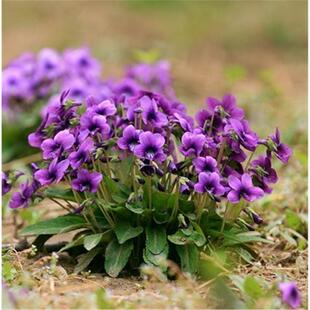 紫花地丁种子四季易种活的阳台盆栽庭院花卉绿植物种子花海花种籽