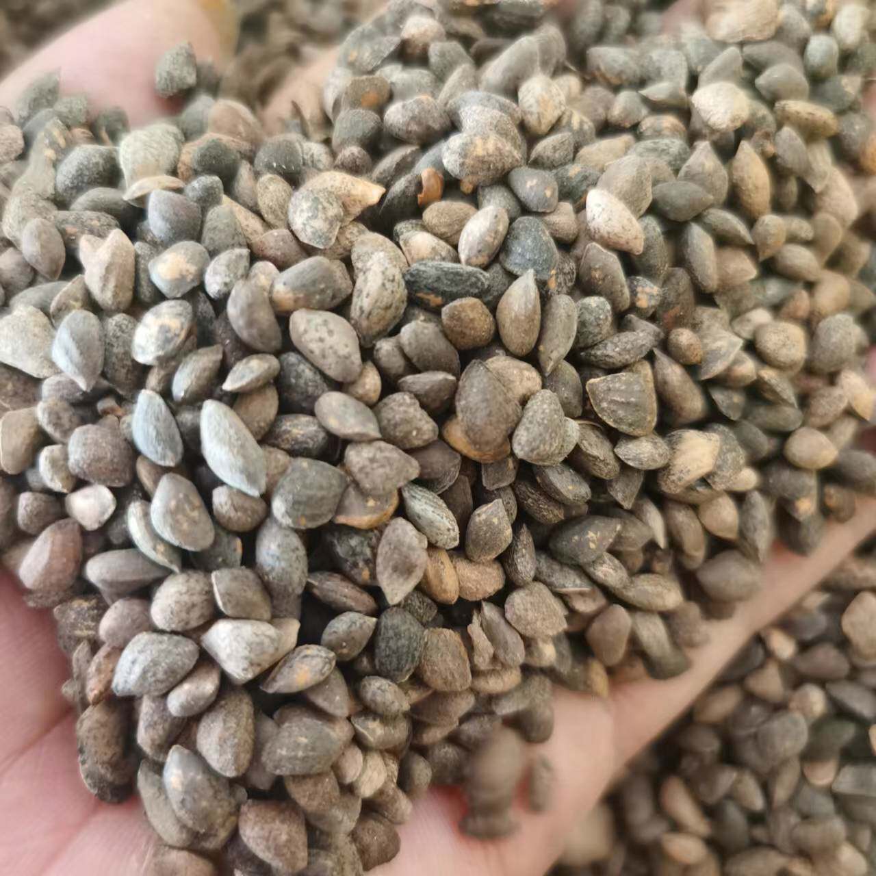 湿地松种子国外松种子松树种子当年新采松树种子绿化造林种子