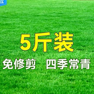 草坪草籽种子四季长青免修剪护坡固土马尼拉地毯草庭院小区绿化用