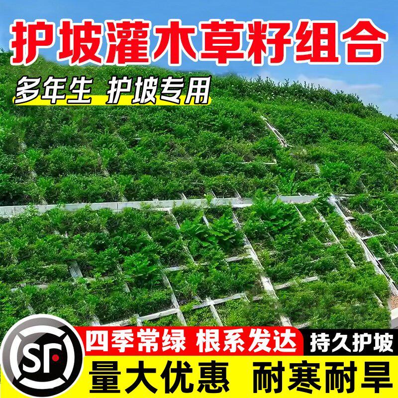 护坡草坪草籽耐寒黑麦草绿化固土狗牙根种子耐旱矿山复绿草种籽子