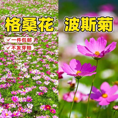 格桑花花种籽子波斯菊庭院花卉七彩野花组合草坪四季播种开花种子