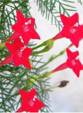 羽叶茑萝花种子四季易种活庭院阳台盆栽爬藤花卉植物五角星花种籽