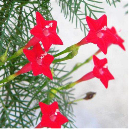 羽叶茑萝花种子四季易活庭