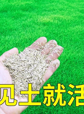 马尼拉草种籽草坪种子免修剪护坡固土四季青草坪草籽绿化庭院草皮