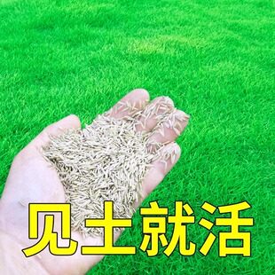 马尼拉草种籽草坪种子免修剪护坡固土四季青草坪草籽绿化庭院草皮