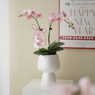 网红蝴蝶兰花盆高脚单株兰花小花盆陶瓷新年高档蝴蝶兰花瓶