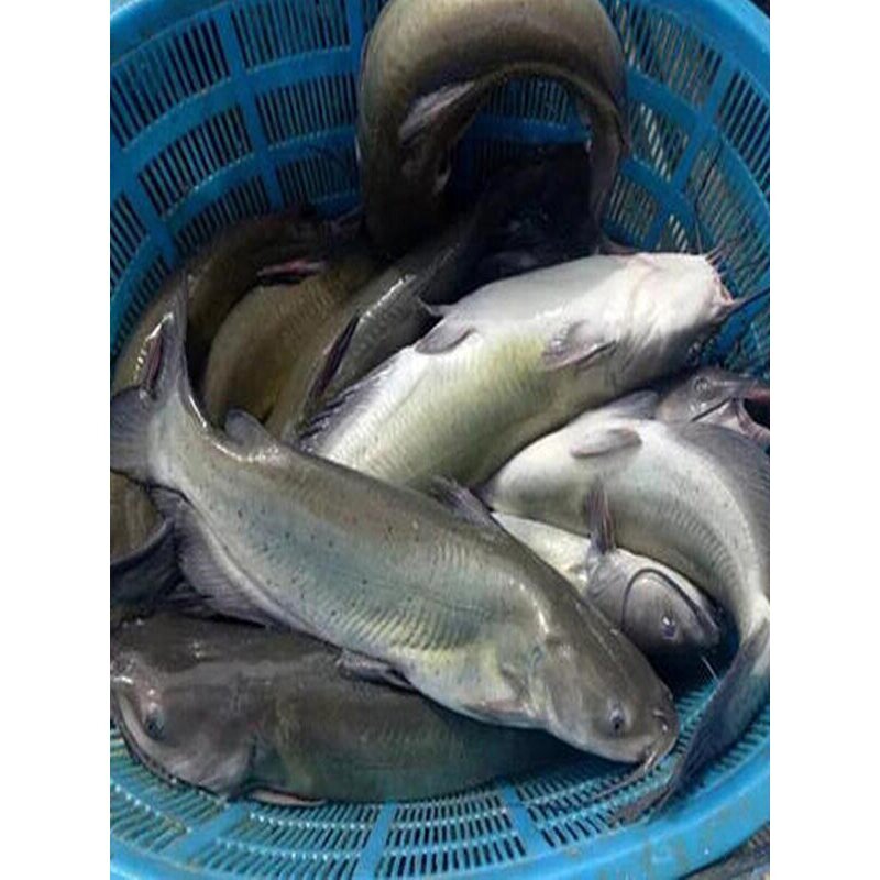 优质叉尾鱼苗斑点叉尾鮰鱼 钳鱼苗沟鲶鱼苗回鱼大型淡水养殖包活