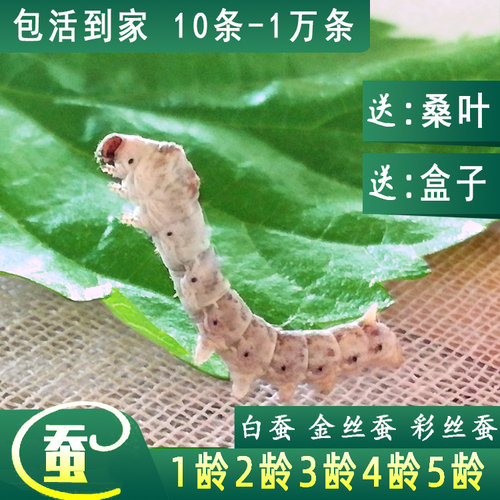 蚕宝宝活体幼虫儿童学生养蚕彩蚕金丝蚕1龄2龄3龄4龄5龄巨型春蚕
