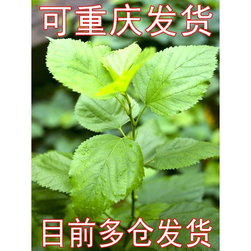 重庆发货四川新鲜桑叶嫩食用代用茶学生养小蚕宝宝饲料1份现摘叶