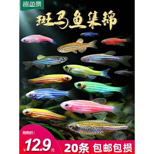 观赏鱼苗活体斑马热带小型淡水红斑马冷水易活金鱼练手好养小鱼活