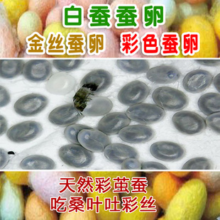 蚕宝宝卵蚕种场蚕籽蚕蛋小蚕卵自然课黄茧卵白蚕金丝蚕天然彩色蚕