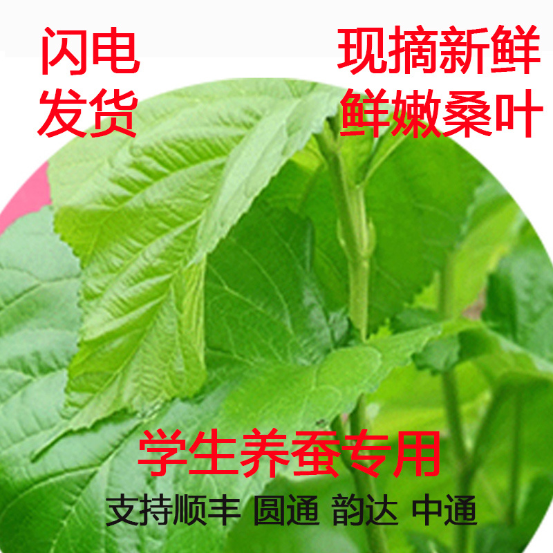 新鲜桑叶新鲜蚕宝宝饲料现摘学生养蚕嫩叶大蚕叶彩色活蚕卵包邮