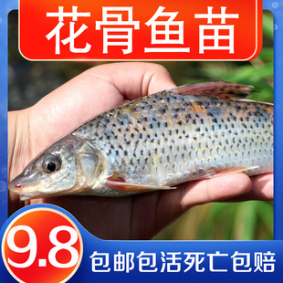 花骨鱼鱼苗淡水鱼塘好活养殖小原生土凤麻花名贵淡水食用四大家鱼