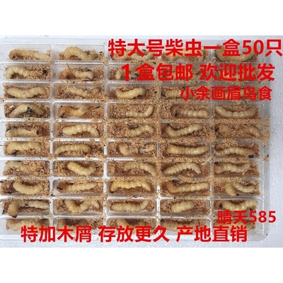 柴虫特大号 斗鸟鸟食 老木虫 地蜘蛛地黄牛活食 野生上性壮膘50只