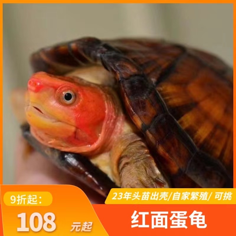红面蛋龟进口龟苗乌龟鱼缸宠物观赏活体深水龟红面龟蛋发色粮招财