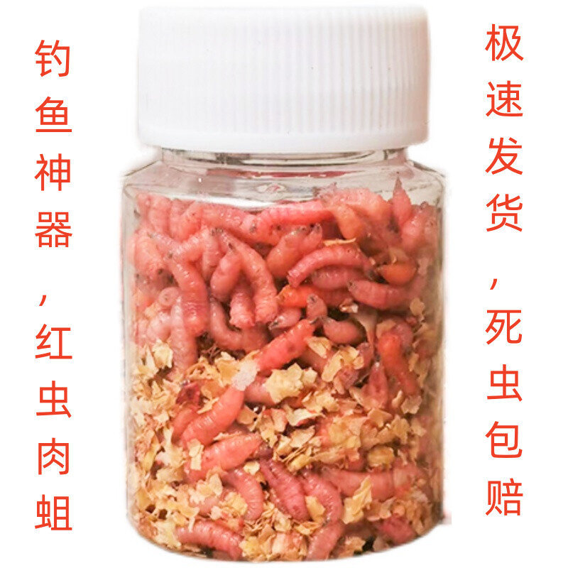 红蛆虫活虫苍蝇宝宝鱼饵钓鱼活体饵肉蛆鲫鱼溪鱼钓饵牙子红虫白蛆