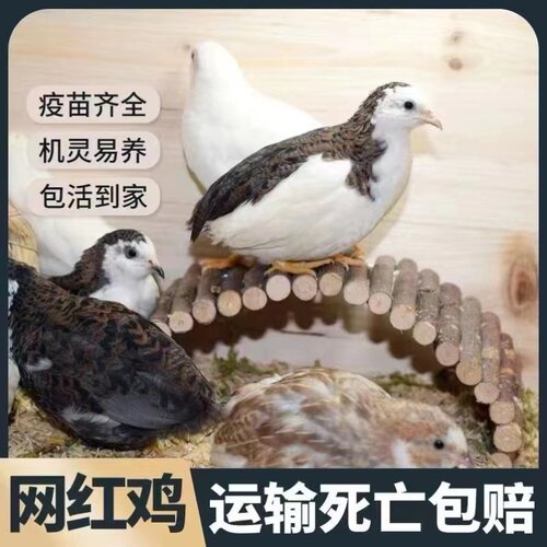 网红宠物鸡活物观赏鸡活体迷你宠物40-60天青年鸡