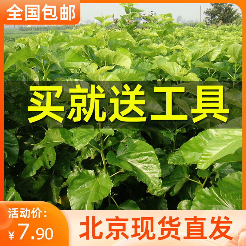 新鲜桑叶天然活体彩色蚕宝宝食物喂蚕卵养蚕套装饲料北京现摘嫩叶