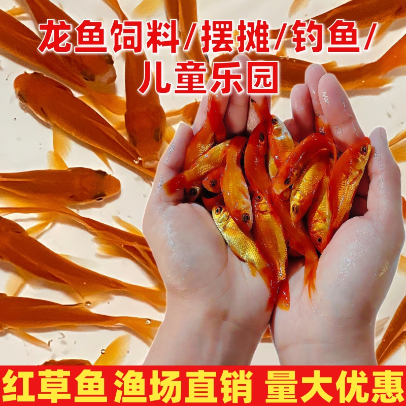 金鱼活鱼红草金耐养的鱼小型观赏鱼苗冷水鱼锦鲫闯缸活体饲料鱼