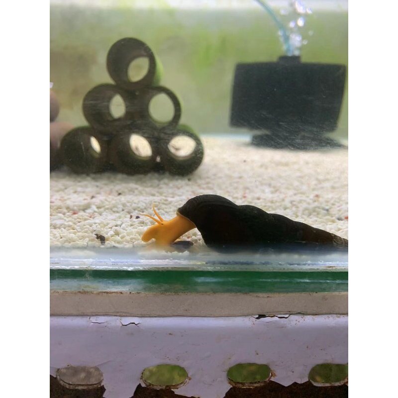 包邮印尼苏拉威西螺苏螺橙兔螺观赏螺宠物螺活体水族草缸除藻除苔