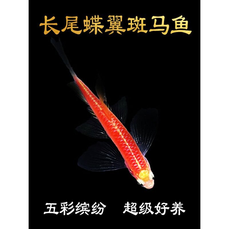 蝶翼斑马长尾中小型淡水热带宝莲灯孔雀群游超级好养观赏鱼苗天使