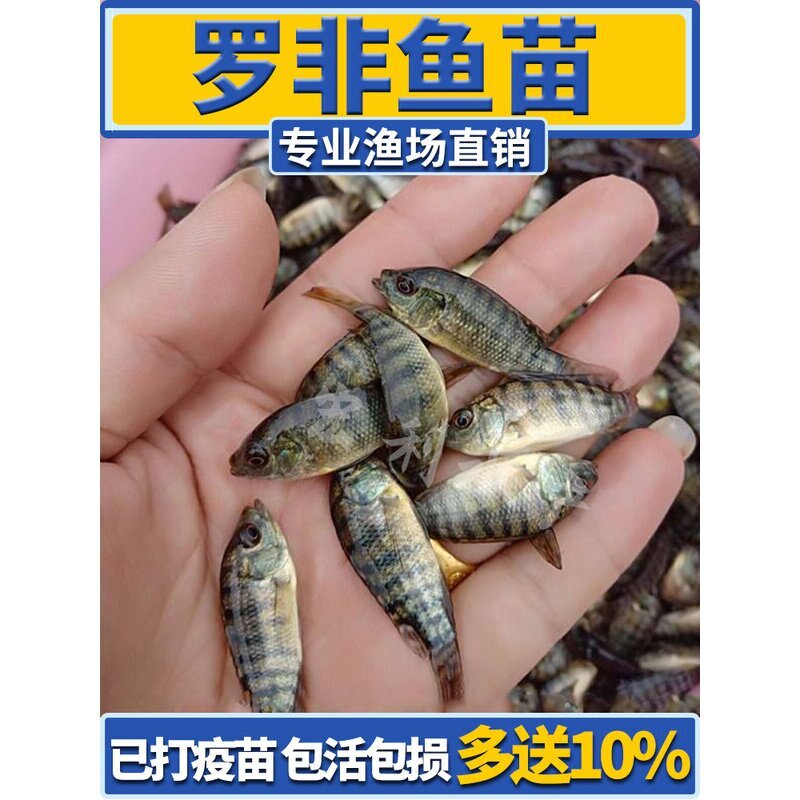罗非鱼苗新吉富雄性罗非鱼苗活鱼苗食用特大脆肉罗非鱼苗淡水养殖图片