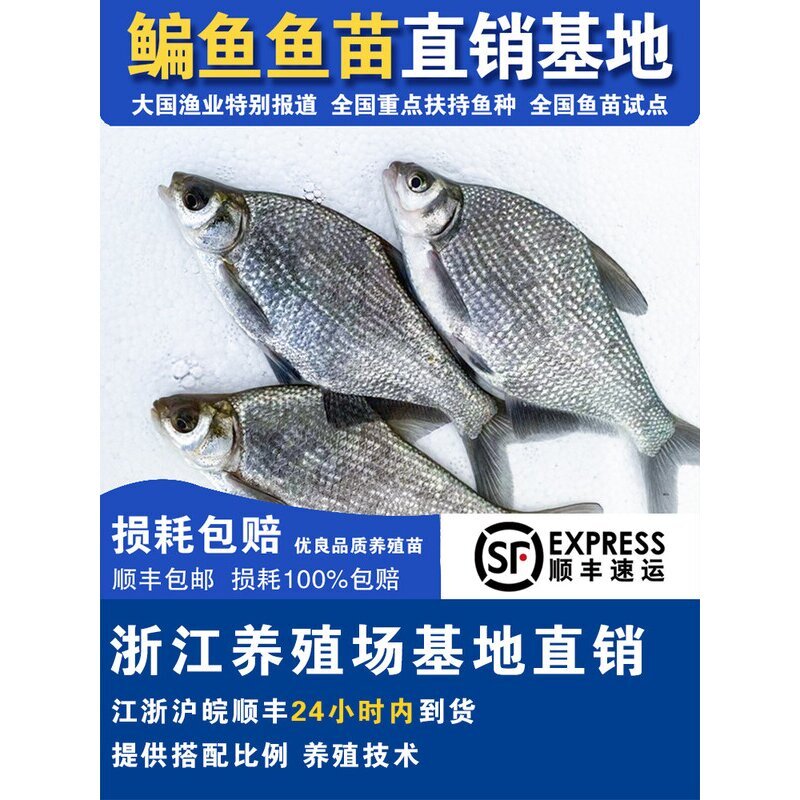 鳊鱼苗长身鳊鳊花油鳊三角鲂武昌鱼苗团头鲂耐活饲料食用淡水养殖 - 实物图