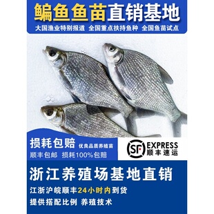 鳊鱼苗长身鳊鳊花油鳊三角鲂武昌鱼苗团头鲂耐活饲料食用淡水养殖