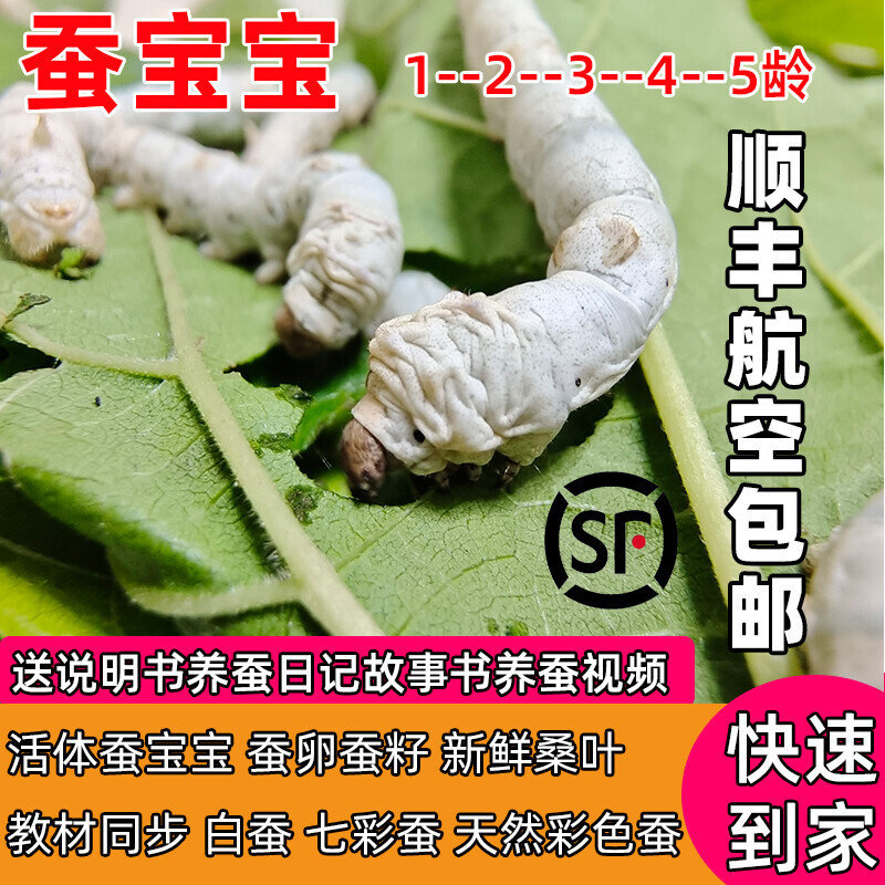顺丰蚕宝宝活体幼虫春蚕活物彩色七彩白色蚕学生养蚕套装蚕籽蚕卵