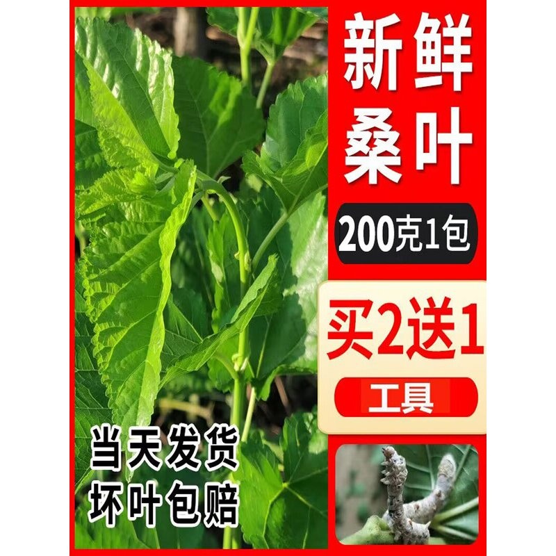 1-5龄蚕食物现摘嫩桑叶农家新鲜桑叶蚕宝宝饲料1斤-2斤桑树叶芽叶
