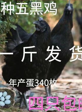 1斤五黑鸡苗绿壳蛋鸡五黑鸡活苗五黑一绿鸡活体下蛋鸡苗乌骨鸡苗