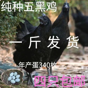 1斤五黑鸡苗绿壳蛋鸡五黑鸡活苗五黑一绿鸡活体下蛋鸡苗乌骨鸡苗