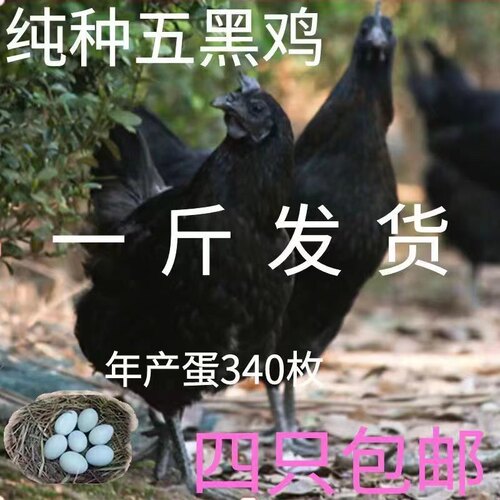 1斤五黑鸡苗绿壳蛋鸡五黑鸡活苗五黑一绿鸡活体下蛋鸡苗乌骨鸡苗