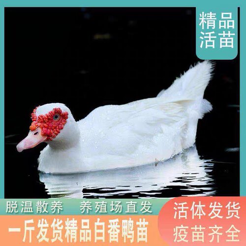 一斤正宗番鸭红脸鸳鸯活苗活鸭子腾鸭子西洋鸭旱鸭黑番鸭大种鸭子
